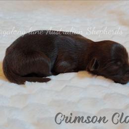 Crimson Clover - Red & white male Miniature Australian Shepherd puppy in Muskogee, Oklahoma from Tagalong Lane Australian shepherds