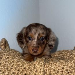 Banks - Dapple male Dachshund puppy in North Fort Myers, Florida from Trust Fund Devil Kennel
