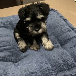 Miniature Schnauzer Puppies from Caesars Creek Miniature Schnauzers