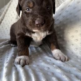 Caleb - Red tri-color male Australian Shepherd puppy in Quaker City, Ohio from Wagon Wheel Aussies and Corgi’s