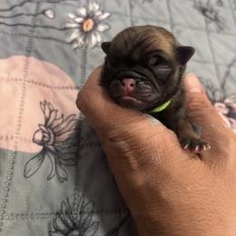 Green collar - Fawn male Pug puppy in Tucson, Arizona from Furever Friends