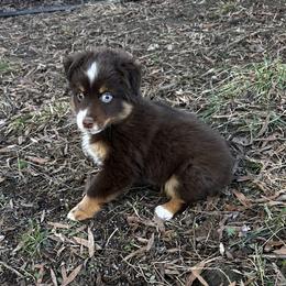Dece - Red tri male Toy Australian Shepherd puppy in Asheboro, North Carolina from Stellar Aussies