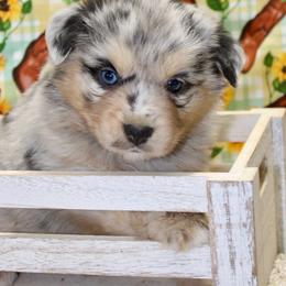 Blue Merle Male3 - Blue merle male Miniature Australian Shepherd puppy in Ronan, Montana from Dirt Road Aussie’s of Montana