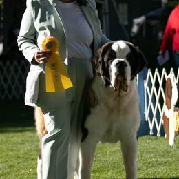 Saint Bernard All Grown Up from Southern Giants