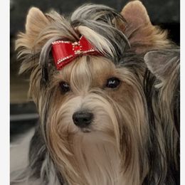 Foxglove Blue- Fox - Biewer Terrier