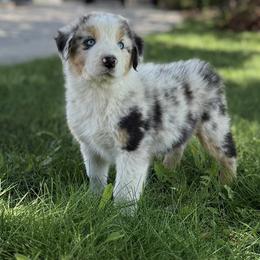 Australian Shepherd Puppies from Bear Creek Aussies