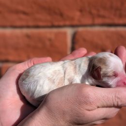 Blenheim boy 1 - Blenheim male Cavapoo puppy in Tucson, Arizona from Ever After Doodles Arizona