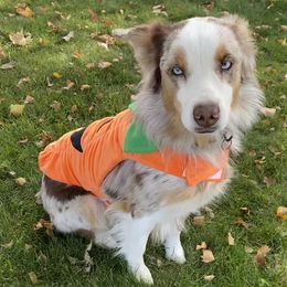 Aussiedoodles, Australian Shepherds, Old English Sheepdogs, and Sheepadoodles from Star Garnet Pups