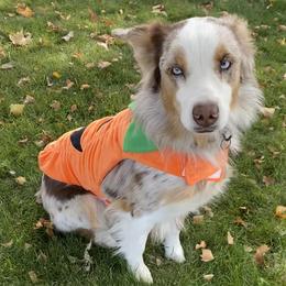 Aussiedoodles, Australian Shepherds, Old English Sheepdogs, and Sheepadoodles from Star Garnet Pups