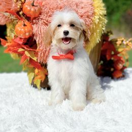 Peanut - Apricot male Cavapoo puppy in Statesville, North Carolina from Doodle Babies