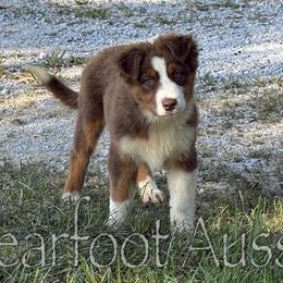 Girl 3 - Red tri-color female Australian Shepherd puppy in Lowell, Indiana from Bearfoot Aussies and Tollers