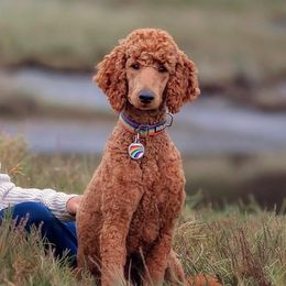 Rainbow - Poodle