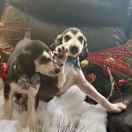 Puppy Boy 1 - Blue and cream male Afghan Hound puppy in Carlisle, Pennsylvania from Winterberry Afghan Hounds