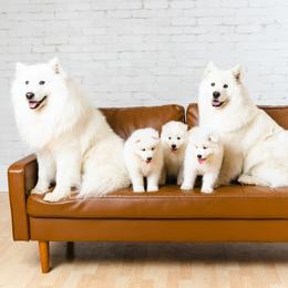 Samoyeds from Seven Diamond Samoyeds