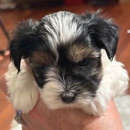 Bella - Black tan and white female Biewer Terrier puppy in Trinity, Alabama from Bama Biewers