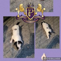 Poodle Puppies from Princetin Poodles