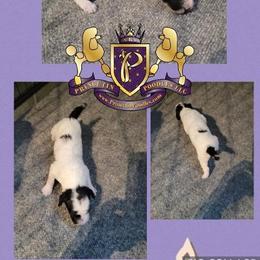 Poodle Puppies from Princetin Poodles
