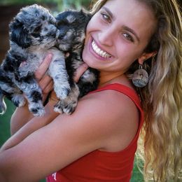 Bernedoodle, Cavapoo, and Goldendoodle Puppies from Doodle Amore