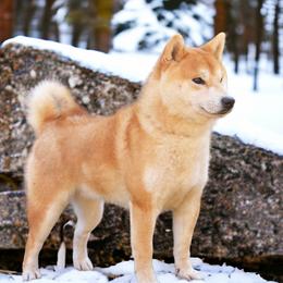 Gir - Shiba Inu