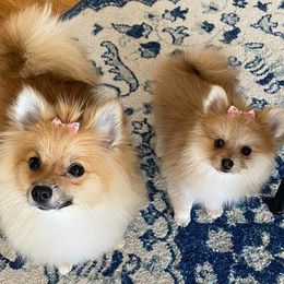 Pomeranian Puppies from KB Pom Pups