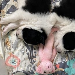 Border Collies from Classic kennel