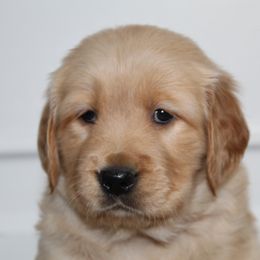 Australian Shepherd and Golden Retriever Puppies from Sterling Valleys Goldens and Aussies