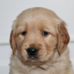 Australian Shepherd and Golden Retriever Puppies from Sterling Valleys Goldens and Aussies