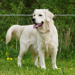 Golden Retriever puppies from Sherman's Shepherds