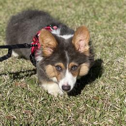 Thunder - Pembroke Welsh Corgi