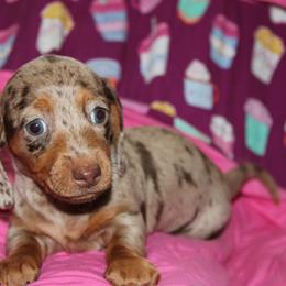 Scout - Dapple female Dachshund puppy in Staley, North Carolina from Langley Farms Dachshunds