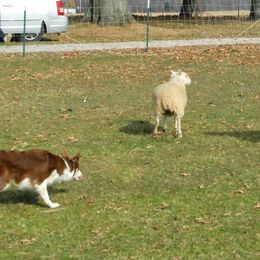 Border Collies from Karma Performance