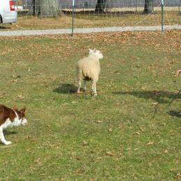 Border Collies from Karma Performance