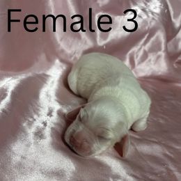 Girl 3 - Cream female Cocker Spaniel puppy in Phil Campbell, Alabama from Clark’s Cocker Spaniels