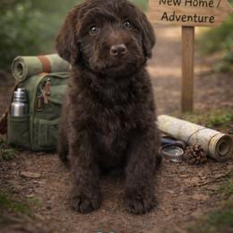 Max Mayfield - Brown female Bernedoodle puppy in Bennett, Colorado from Darling Paws, LLC
