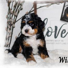 Girl 3 - female Bernedoodle puppy in Gilbert, Arizona from Safe Havynn Doodles