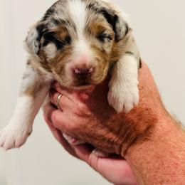 Billy - Blue merle male Australian Shepherd puppy in Palm Bay, Florida from Wiggle Butt's
