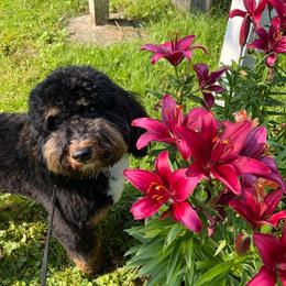 Bernedoodles from The Doodle Pad
