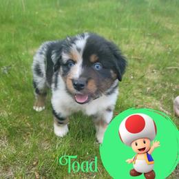 Miniature Australian Shepherd Puppies from Wonderland Aussies