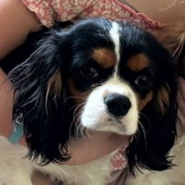 Rosie - Cavalier King Charles Spaniel