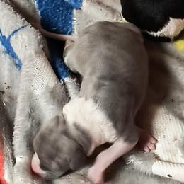 Whippet puppies from Amulet Charm