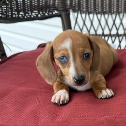 Dachshunds and French Bulldogs from Ohio House of Frenchies