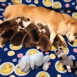 Great Dane and Pembroke Welsh Corgi Puppies from California Dreaming Great Danes & Corgis