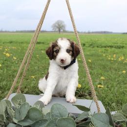 Rocket - White and gold male Bordoodle puppy in Ashland, Ohio from Cherry Blossom Doodles