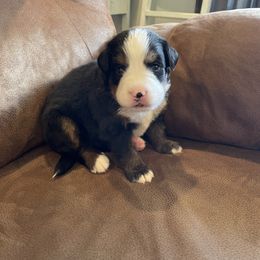 Bernese Mountain Dog Puppies from Willow Tree Berners