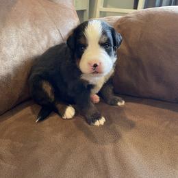 Bernese Mountain Dog Puppies from Willow Tree Berners