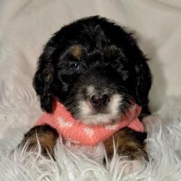 Cheers - Tri-color female Bernedoodle puppy in Beecher, Illinois from Erica’s Doodles