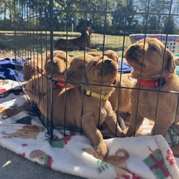 Golden Retriever Puppies from Pawmetto Goldens