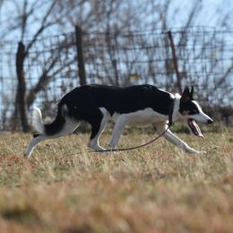Shock - Border Collie