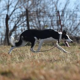 Shock - Border Collie