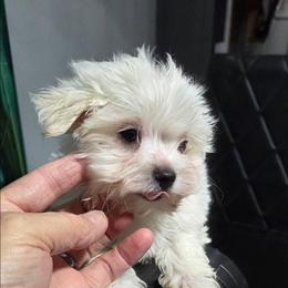 Finn - White male Maltipoo puppy in Everett, Washington from Meadows Ranch